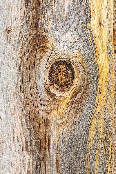 Wilson, Emily M. 아티스트의 Latah-Washington State-USA-Knot in weathered wood on an old barn작품입니다.